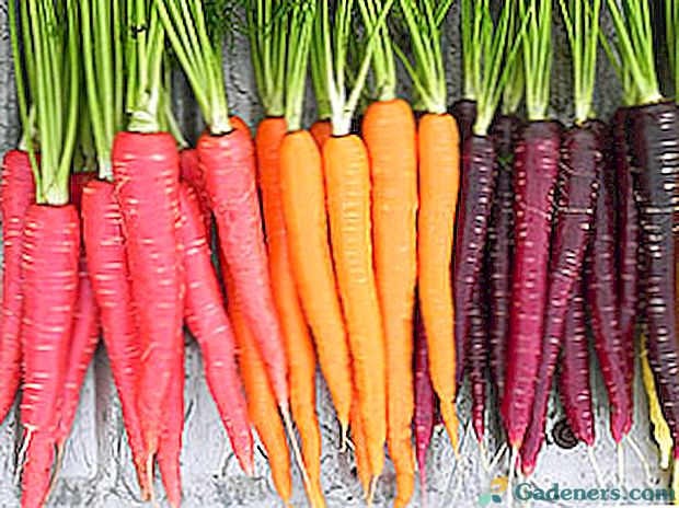 Многоцветен история моркови