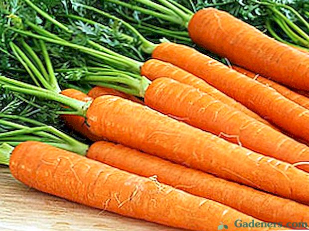 Морква - засіб від ста хвороб