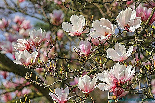 Aukstā izturīgas magnolijas šķirnes ainavu dizains