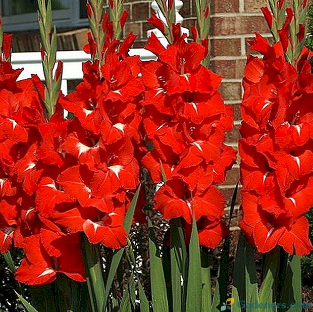 Snažan grimizan zgodan gladiolus Traderhorn