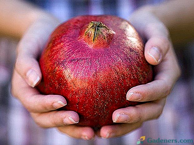 Co byste měli věnovat pozornost při výběru zralého a sladkého granátového jablka