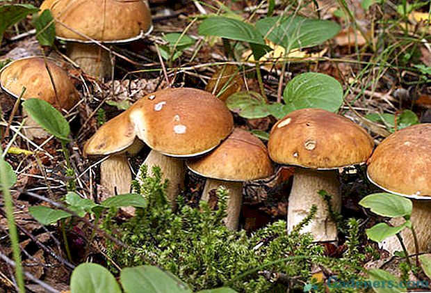 На городі можна виростити гриби з міцелію