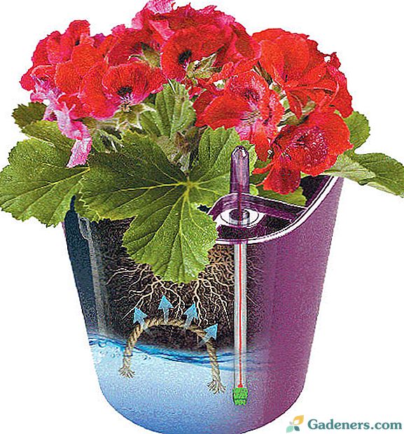 Niezawodni pomocnicy dla miłośników kwiatów - garnki z automatycznym podlewaniem