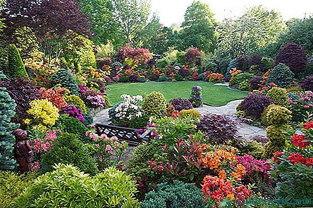 Радвайки се на сладкия аромат на сянката на декоративните храсти градина