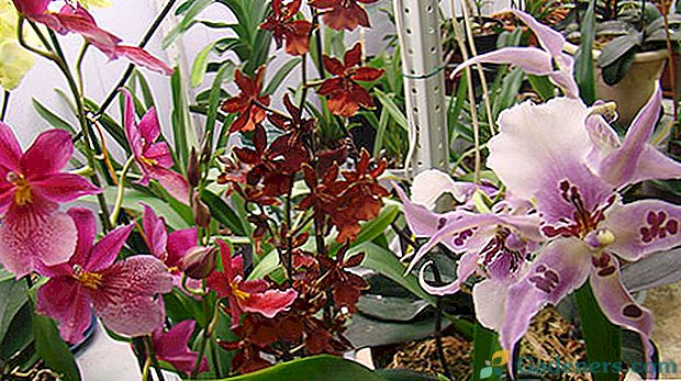 Nepretenciālas hibrīdas orhidejas Cumbria