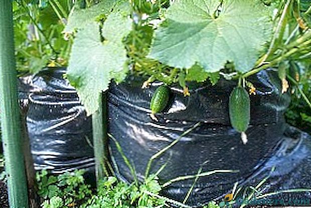 Netradičné metódy pestovania uhoriek - v fľašiach, v taškách, sudoch
