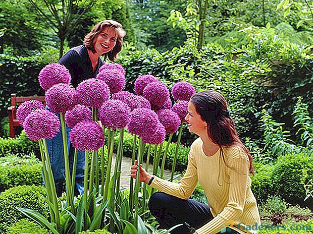 Niezapomniany Allium: sadzenie i pielęgnacja w otwartym polu