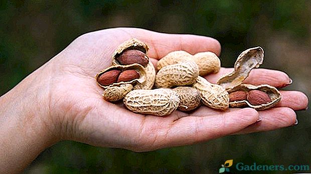 Spotřeba, kalorie, výhody a poškození arašídů