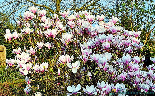 Jauna piezīme ainavu dizains - augošā magnolija dārzā