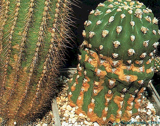 Co mówią plamy kaktusów: przyczyny problemów i rozwiązań