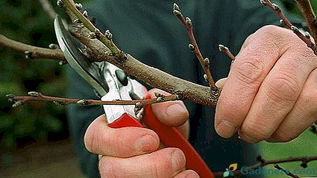 Slatka obrezivanje trešnje - osiguravanje prinosa stabla