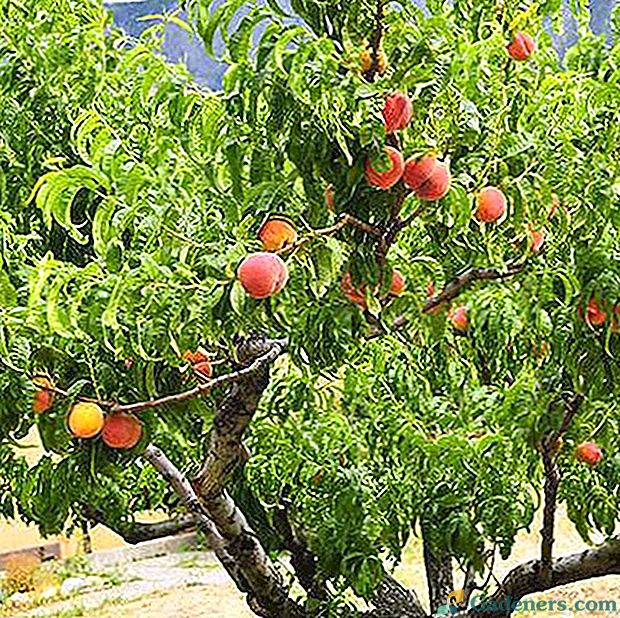Atzarot persiku dažādās klimatiskajās zonās pavasarī, vasarā un rudenī