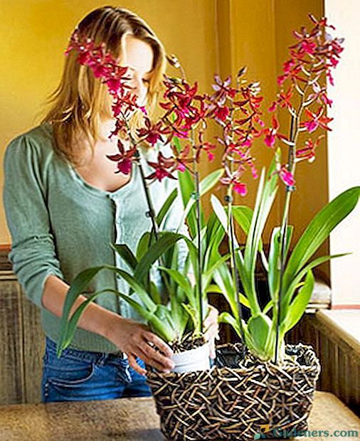 Bendrosios orchidėjų priežiūros taisyklės