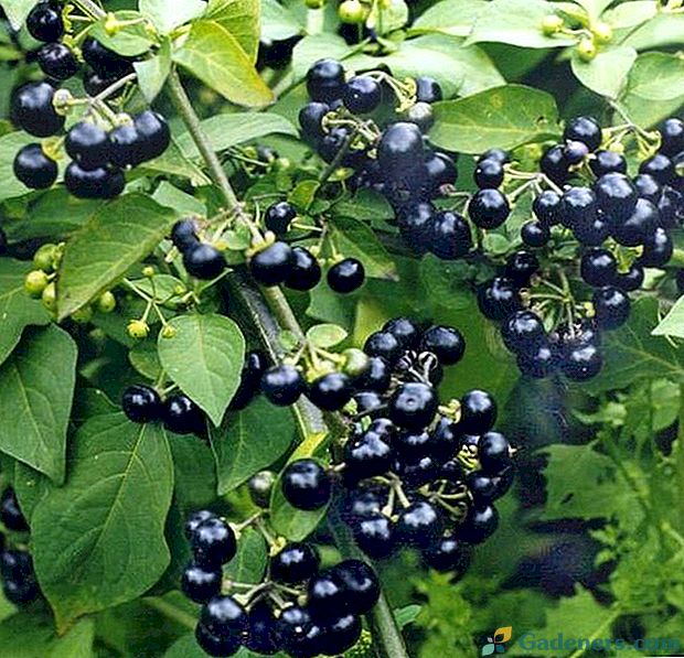 Uistite sa, že rastliny v krajine užitočné bobule - Sunberry
