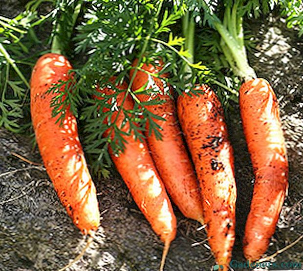 Преглед на най-добрите сортове моркови с снимки