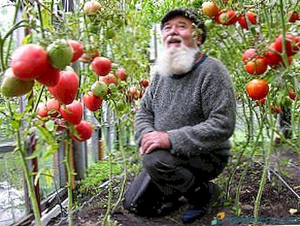 Pregled najboljih sorata rajčica za Urale s fotografijama