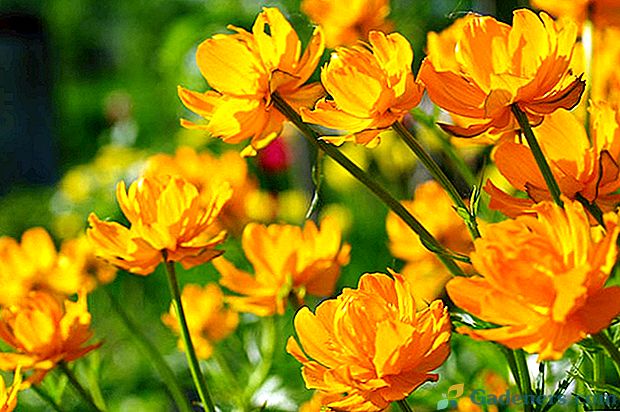 Šarmantna cvetlična kopel: značilnosti gojenja semen, nege