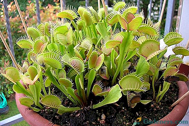 Apburošs plēsīgs augs - Venus flytrap