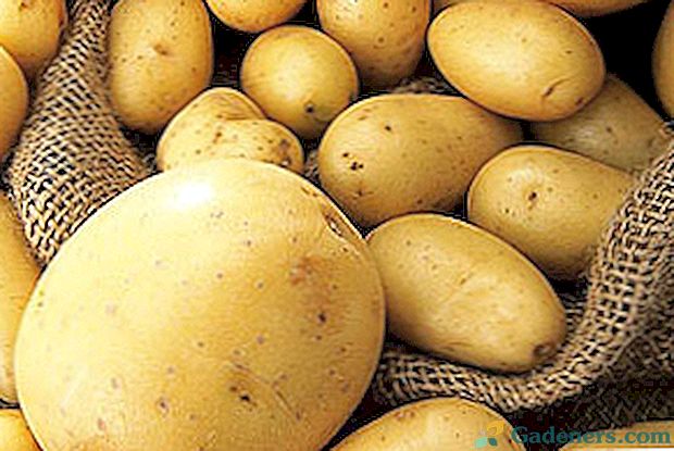 Sodas be vargo: sodinti bulves po šiaudais