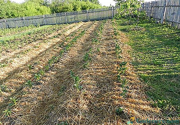 Врт за лењост - биљка и узгајамо кромпир на трави, не копамо, не плевали