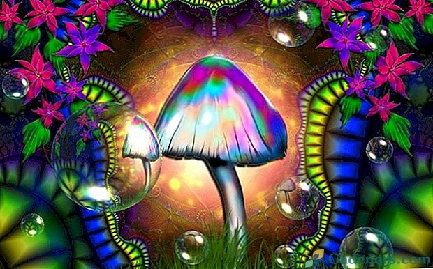 Nebezpečí musí být známo osobně - halucinogenní houby