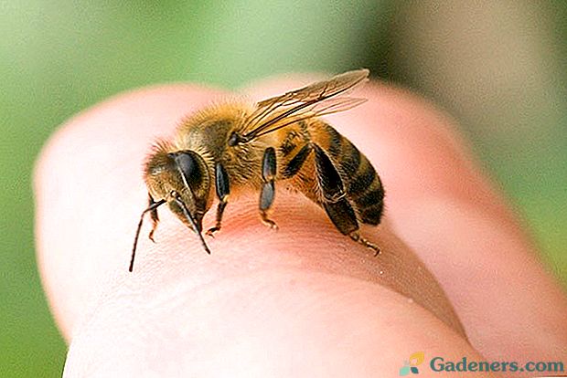 Niebezpieczeństwo użądlenia przez pszczołę i pierwszej pomocy
