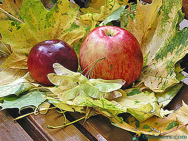 Apibūdinimas ir nuotraukos rudens medžių veislių obuolių soduose