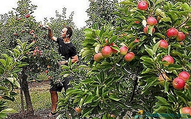 Izkušeni vrtnarji pravijo, kako rastejo jabolko iz semena