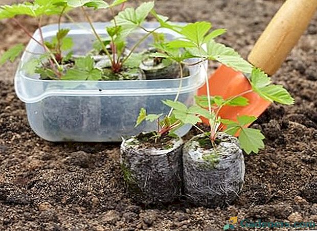 Określ czas sadzenia truskawek