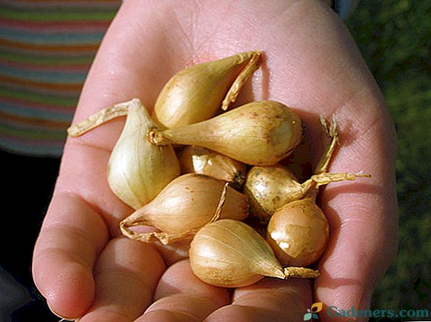 Nustatykite svogūnų rinkinių atidarymo vietoje sodinimo laiką