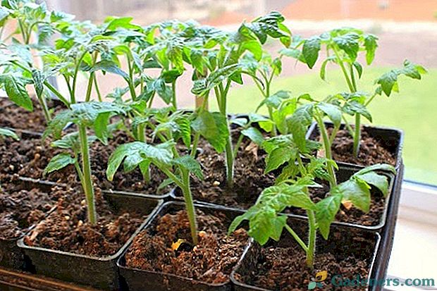 Определете времето за засаждане на домати: когато можете да посеете семена на разсад