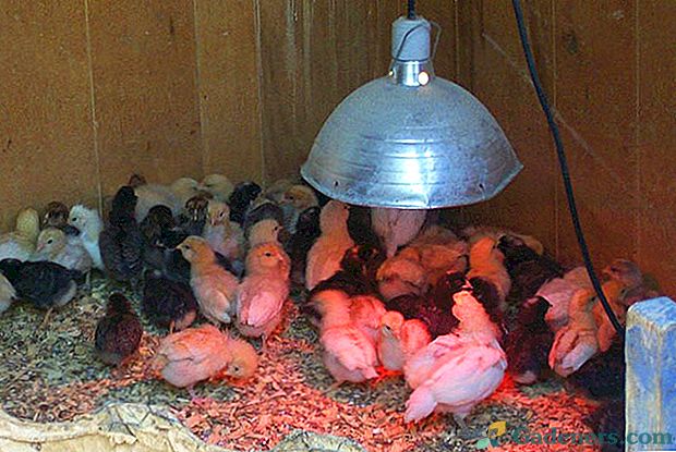 Сколько держать цыплят под лампой. Лампа для цыплят бройлеров. Светильник для обогрева цыплят. Лампа для курятника. Цыпленок в тепле.