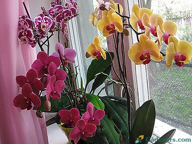 Phalaenopsis orhideju - tauriņu ziedam nepieciešama īpaša piesardzība