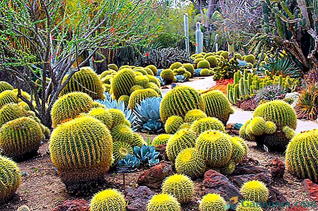 Izvorni kaktusi: popularne vrste i njihove fotografije s imenima