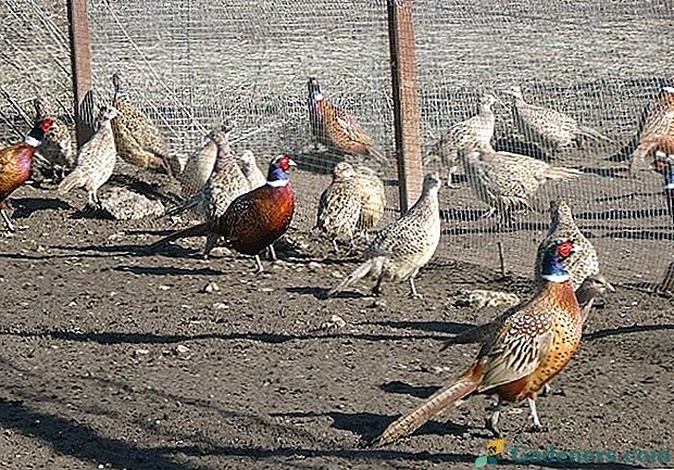 Първоначален бизнес - развъждащи фазани