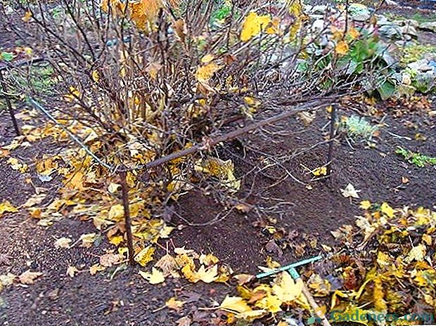Jesen u vrtu: oplodimo grožđe i ribizle