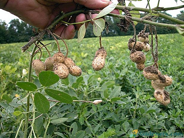 Funkce plodů arašídů: jak kultura roste