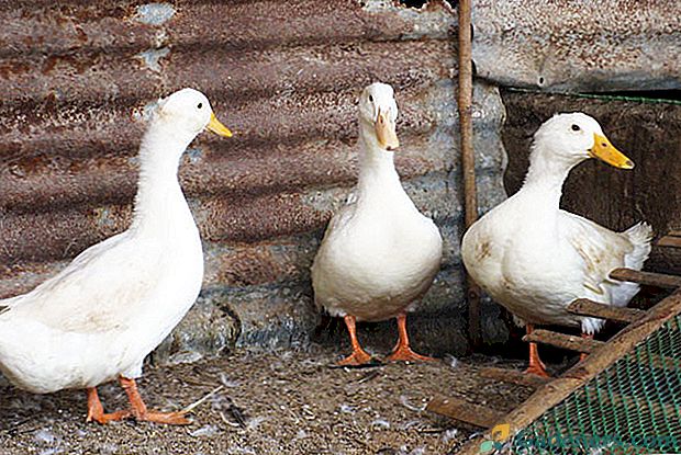 Specyfika rasy kaczki pekińskiej i subtelności jej hodowli w gospodarstwach indywidualnych