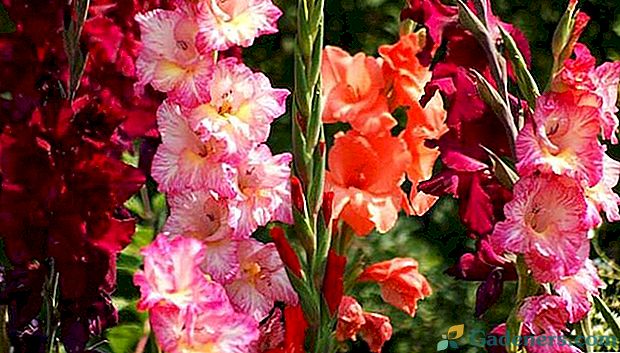 Vlastnosti výsadby a péče o gladiolus na Sibiři