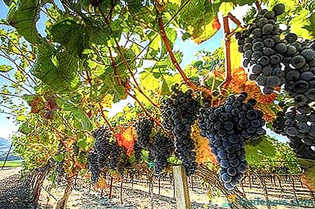 Особливості посадки і догляду за виноградом в Підмосков'ї