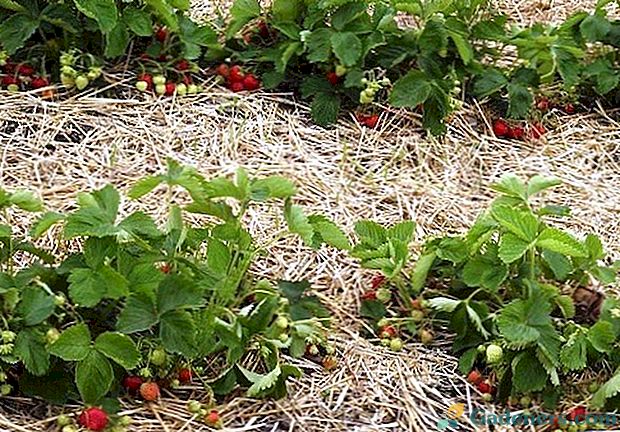 Характеристики на използването на азофоски за хранене на ягоди