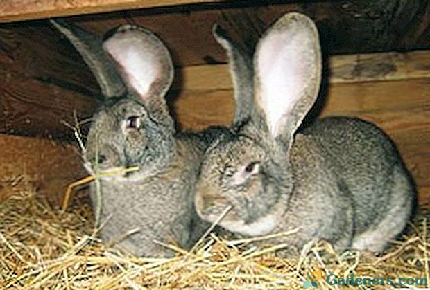 Характеристики на чифтосване на заек