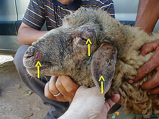 Характеристики на едра шарка при поражението на овцете и козите