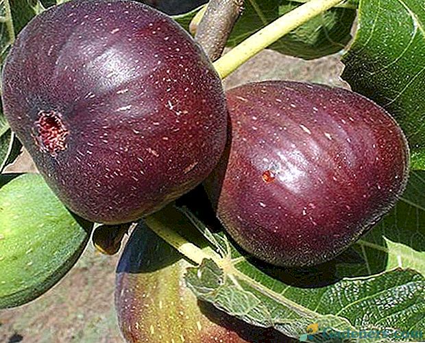 Značilnosti zorenja fig