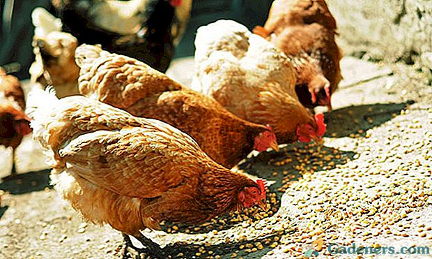 Značilnosti izbire, sestave in cene krmnih mešanic za kokoši nesnice