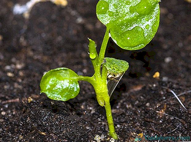 Značilnosti rastoče metode semenskega filodendrona