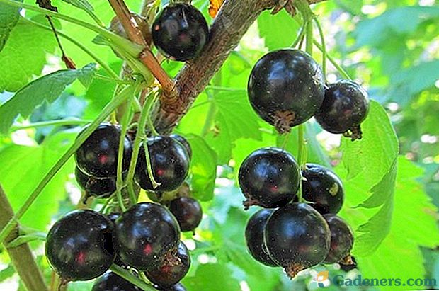 Характеристики на отглеждането и грижата за черен френско грозде