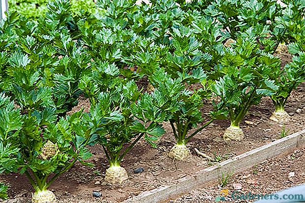 Vlastnosti kultivace a péče o celer v otevřeném poli