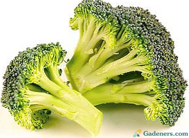 Značilnosti rastočega brokolija