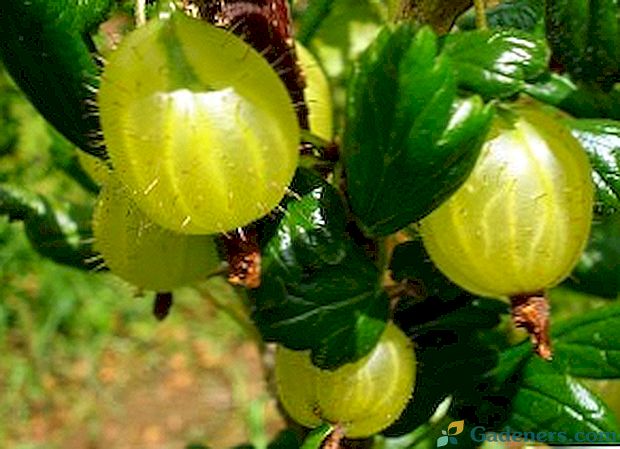 Характеристики на отглеждането на цариградско грозде в страната